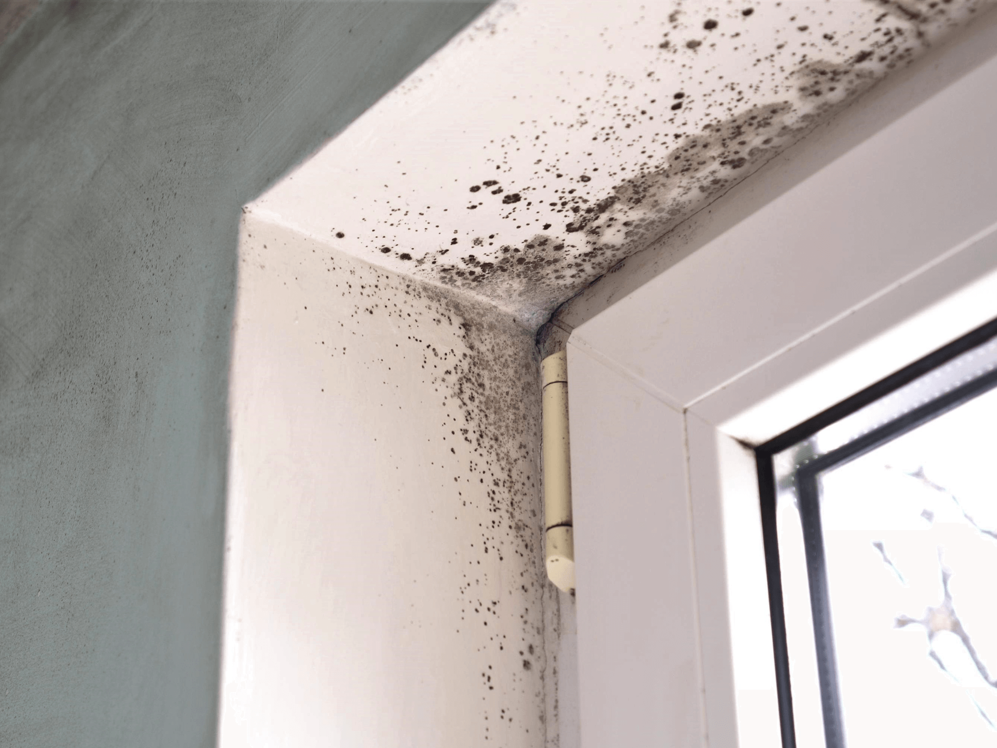 Schimmels in woning
